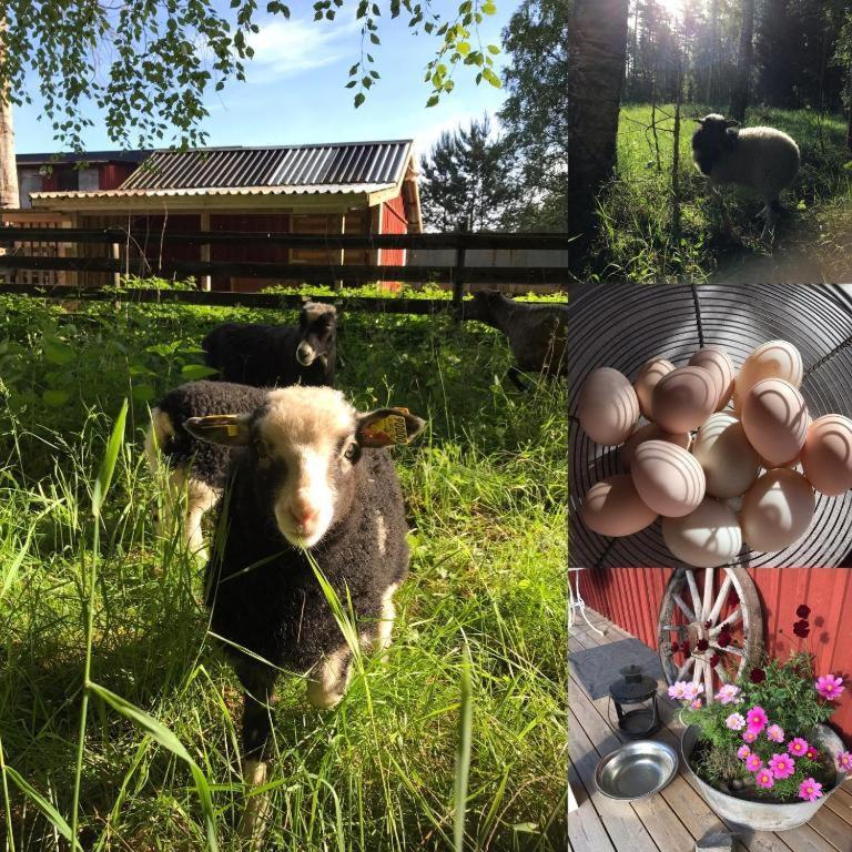 Гостьовий будинок Lillemyrsgarden Forshaga Екстер'єр фото